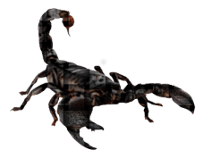 scorpion-3